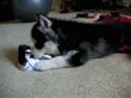 /album/fotogalerij-honden-plaatjes/huskyph5-gif/